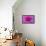 Fuchia-Pink Dahlia-Cora Niele-Framed Premier Image Canvas displayed on a wall