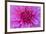 Fuchia-Pink Dahlia-Cora Niele-Framed Giclee Print