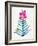 Fuchsia and Indigo Orchid Bloom-Cat Coquillette-Framed Giclee Print