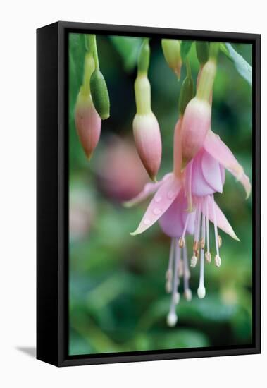 Fuchsia Bloom II-Erin Berzel-Framed Premier Image Canvas