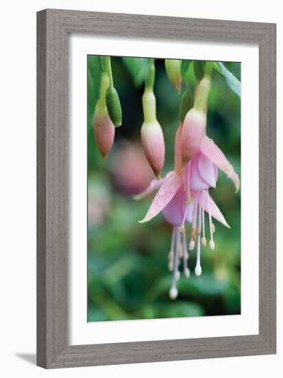 Fuchsia Bloom II-Erin Berzel-Framed Photographic Print