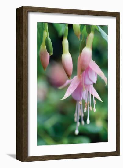 Fuchsia Bloom II-Erin Berzel-Framed Photographic Print