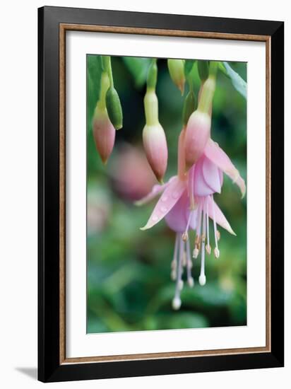 Fuchsia Bloom II-Erin Berzel-Framed Photographic Print