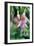 Fuchsia Bloom II-Erin Berzel-Framed Photographic Print