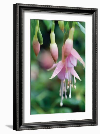 Fuchsia Bloom II-Erin Berzel-Framed Photographic Print