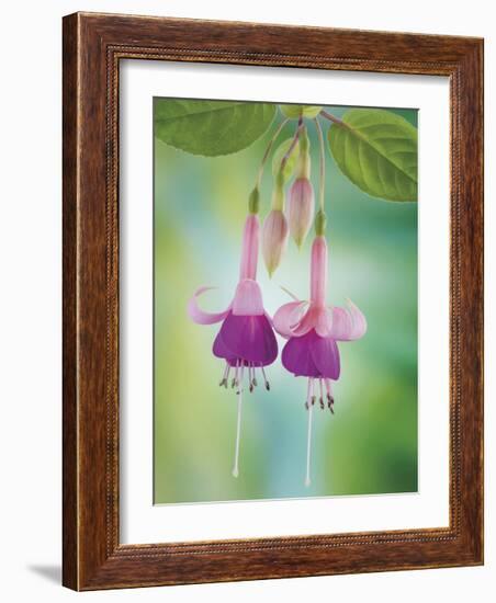 Fuchsia Blossoms-Don Paulson-Framed Giclee Print