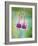 Fuchsia Blossoms-Don Paulson-Framed Giclee Print