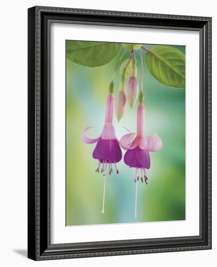 Fuchsia Blossoms-Don Paulson-Framed Giclee Print