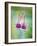 Fuchsia Blossoms-Don Paulson-Framed Giclee Print