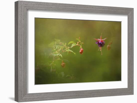 Fuchsia Buds and Bloom-Jai Johnson-Framed Giclee Print