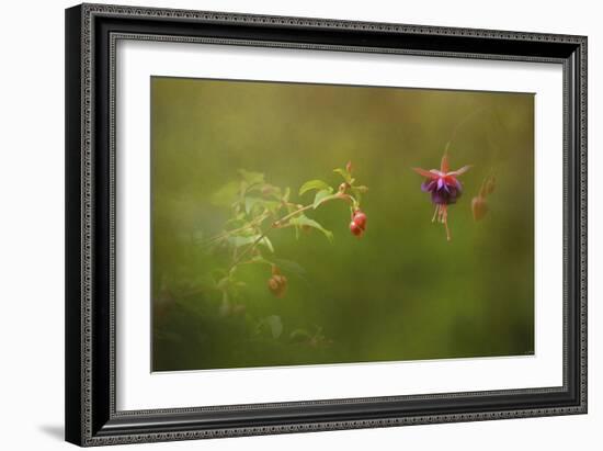 Fuchsia Buds and Bloom-Jai Johnson-Framed Giclee Print