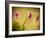 Fuchsia Daisy I-Honey Malek-Framed Photographic Print