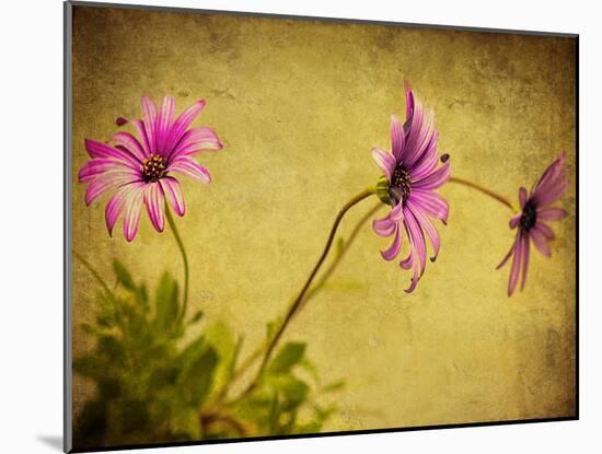 Fuchsia Daisy I-Honey Malek-Mounted Photographic Print