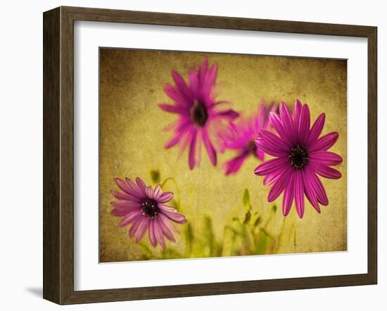 Fuchsia Daisy II-Honey Malek-Framed Photographic Print
