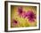 Fuchsia Daisy II-Honey Malek-Framed Photographic Print