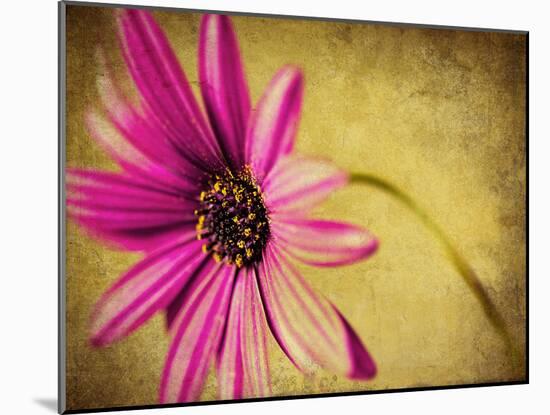 Fuchsia Daisy III-Honey Malek-Mounted Photographic Print