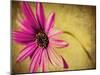 Fuchsia Daisy III-Honey Malek-Mounted Photographic Print