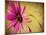 Fuchsia Daisy III-Honey Malek-Mounted Photographic Print