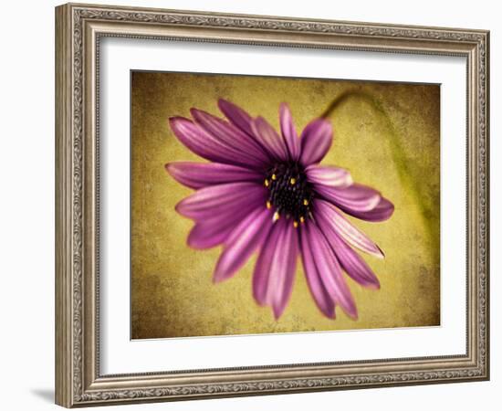 Fuchsia Daisy IV-Honey Malek-Framed Photographic Print