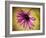 Fuchsia Daisy IV-Honey Malek-Framed Photographic Print