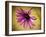 Fuchsia Daisy IV-Honey Malek-Framed Photographic Print