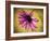 Fuchsia Daisy IV-Honey Malek-Framed Photographic Print