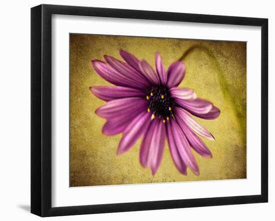 Fuchsia Daisy IV-Honey Malek-Framed Photographic Print