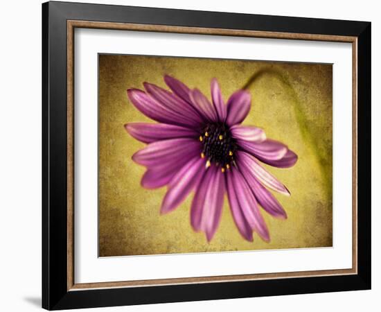 Fuchsia Daisy IV-Honey Malek-Framed Photographic Print