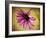 Fuchsia Daisy IV-Honey Malek-Framed Photographic Print