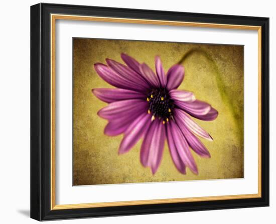 Fuchsia Daisy IV-Honey Malek-Framed Photographic Print
