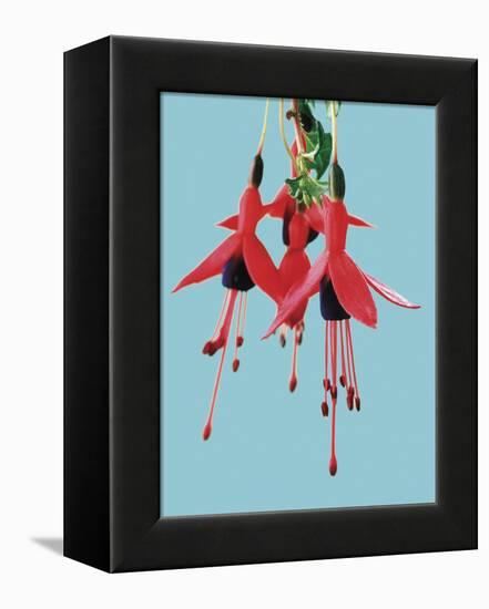 Fuchsia Flowers Blooming-null-Framed Premier Image Canvas