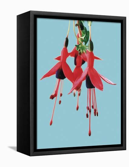 Fuchsia Flowers Blooming-null-Framed Premier Image Canvas