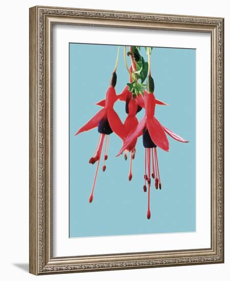 Fuchsia Flowers Blooming-null-Framed Photographic Print