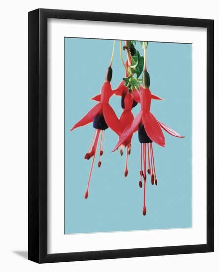 Fuchsia Flowers Blooming-null-Framed Photographic Print