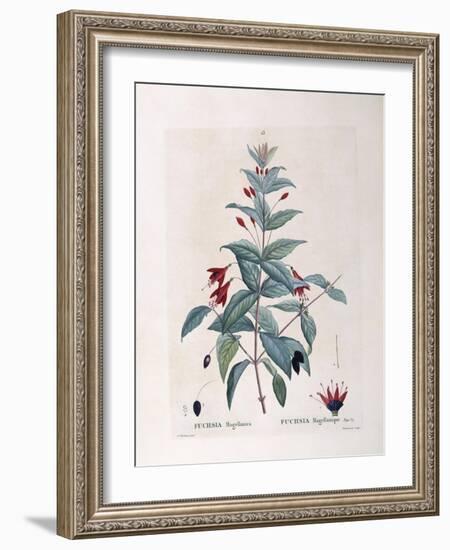 Fuchsia (Fuchsia Magellanica)-null-Framed Giclee Print