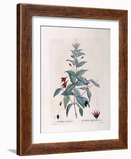 Fuchsia (Fuchsia Magellanica)-null-Framed Giclee Print