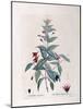 Fuchsia (Fuchsia Magellanica)-null-Mounted Giclee Print