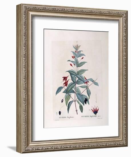 Fuchsia (Fuchsia Magellanica)-null-Framed Giclee Print