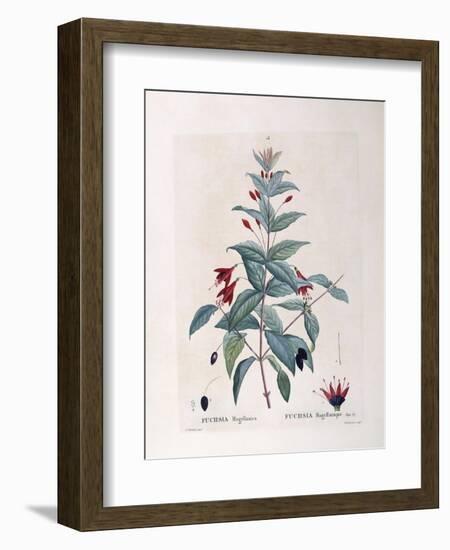 Fuchsia (Fuchsia Magellanica)-null-Framed Giclee Print