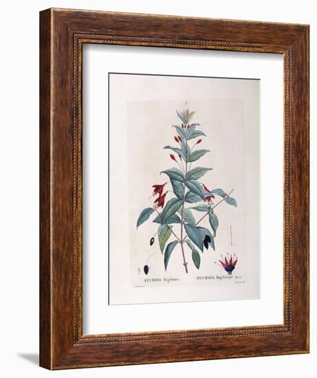 Fuchsia (Fuchsia Magellanica)-null-Framed Giclee Print