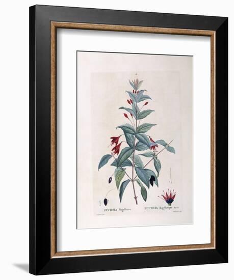 Fuchsia (Fuchsia Magellanica)-null-Framed Giclee Print