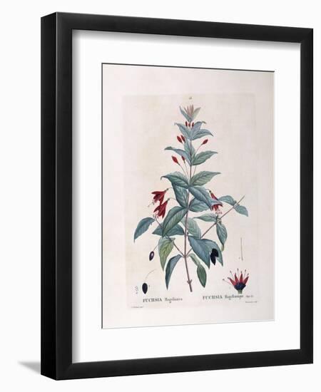 Fuchsia (Fuchsia Magellanica)-null-Framed Giclee Print