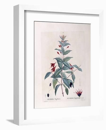 Fuchsia (Fuchsia Magellanica)-null-Framed Giclee Print