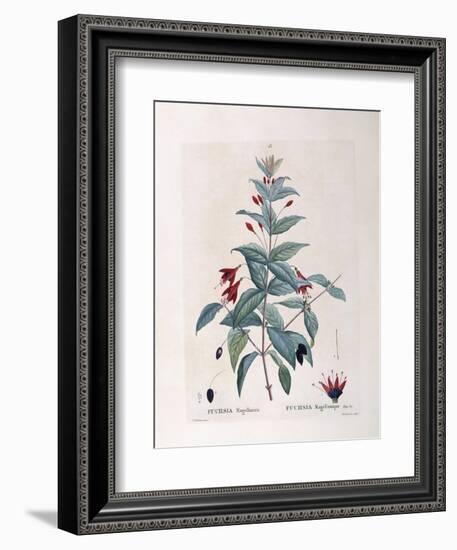 Fuchsia (Fuchsia Magellanica)-null-Framed Giclee Print