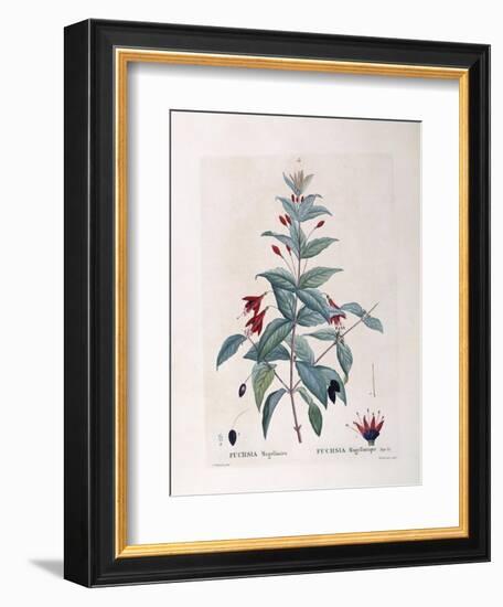 Fuchsia (Fuchsia Magellanica)-null-Framed Giclee Print