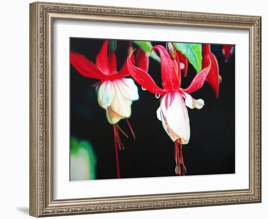 Fuchsia Lantern  2004  (oil on canvas)-Sarah Graham-Framed Giclee Print