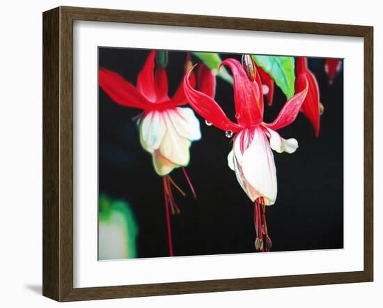 Fuchsia Lantern  2004  (oil on canvas)-Sarah Graham-Framed Giclee Print