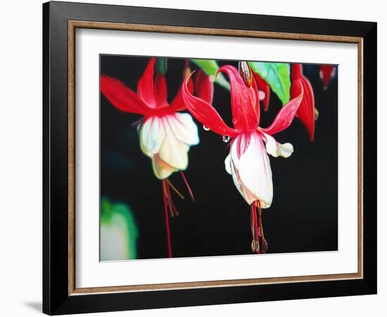 Fuchsia Lantern  2004  (oil on canvas)-Sarah Graham-Framed Giclee Print