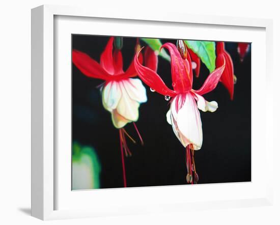 Fuchsia Lantern  2004  (oil on canvas)-Sarah Graham-Framed Giclee Print