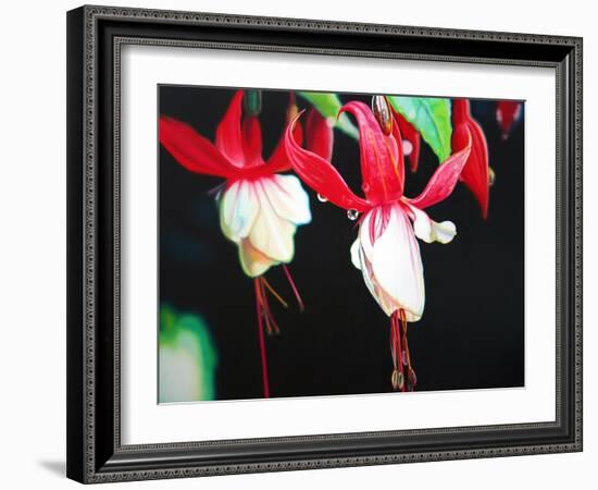 Fuchsia Lantern  2004  (oil on canvas)-Sarah Graham-Framed Giclee Print